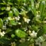 Pittosporum Types, Care, Growth and Maintenance