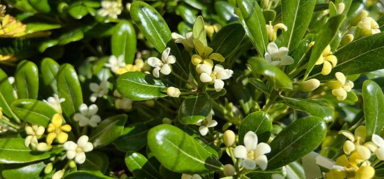 Pittosporum Types, Care, Growth and Maintenance