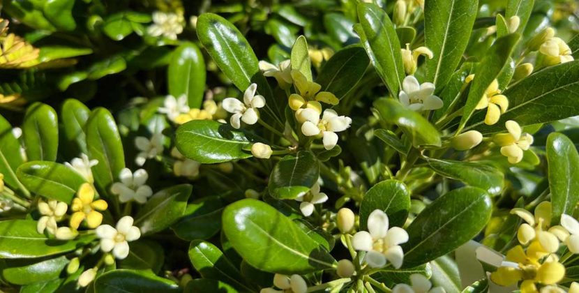 Pittosporum Types, Care, Growth and Maintenance