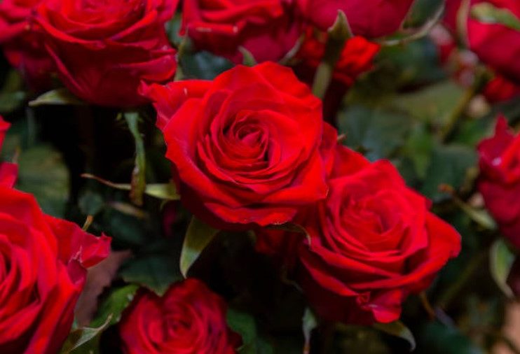 Make Valentine’s Day 2025 Unforgettable: Why Pre-Ordering Flowers Is a Must