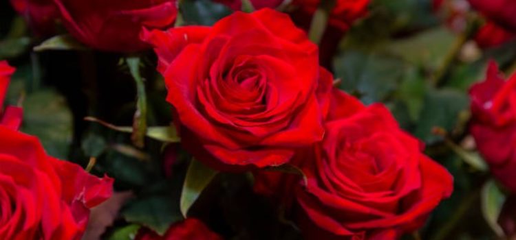 Make Valentine’s Day 2025 Unforgettable: Why Pre-Ordering Flowers Is a Must