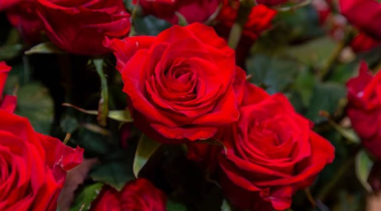 Make Valentine’s Day 2025 Unforgettable: Why Pre-Ordering Flowers Is a Must