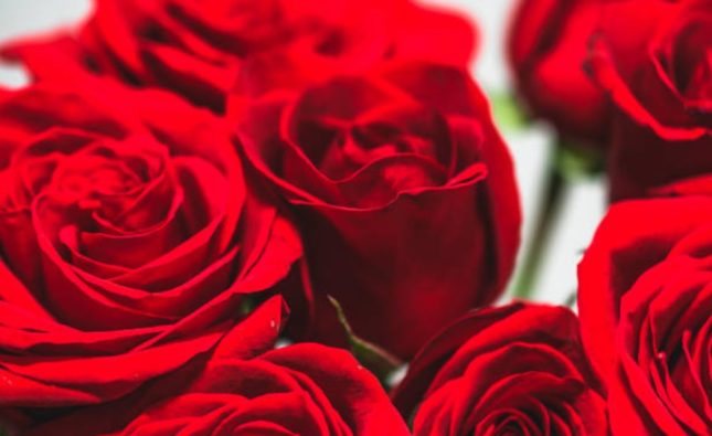 Romantic Flower Combinations That Make a Lasting Valentine’s Day Impression