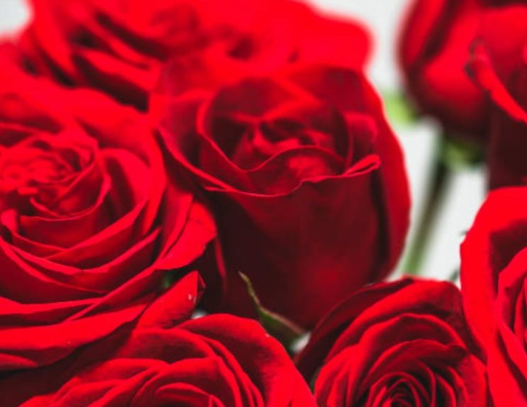 Romantic Flower Combinations That Make a Lasting Valentine’s Day Impression