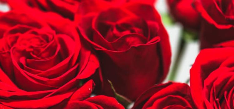 Romantic Flower Combinations That Make a Lasting Valentine’s Day Impression