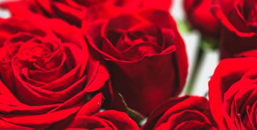 Romantic Flower Combinations That Make a Lasting Valentine’s Day Impression